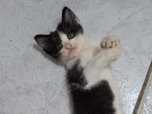 Gato raça SRD-ViraLata idade Abaixo de 2 meses nome Batman