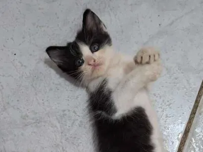 Gato raça SRD-ViraLata idade Abaixo de 2 meses nome Batman