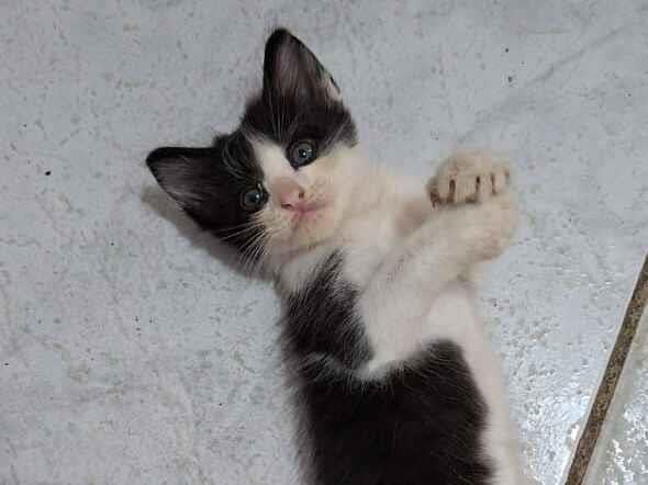 Gato raça SRD-ViraLata idade Abaixo de 2 meses nome Batman