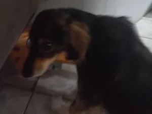 Cachorro raça SRD-ViraLata idade 4 anos nome Puka