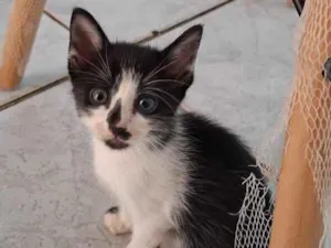 Gato raça SRD-ViraLata idade Abaixo de 2 meses nome Robin