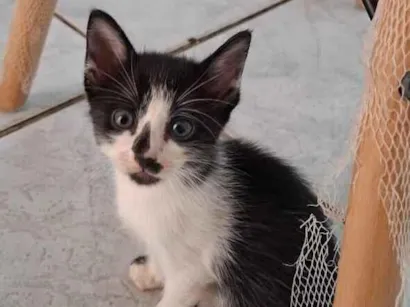 Gato raça SRD-ViraLata idade Abaixo de 2 meses nome Robin