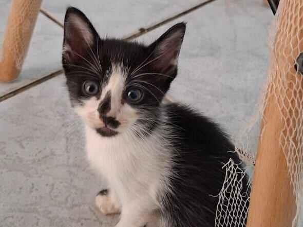 Gato raça SRD-ViraLata idade Abaixo de 2 meses nome Robin