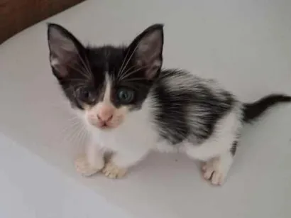 Gato raça SRD-ViraLata idade Abaixo de 2 meses nome Fêmeas e Machos 