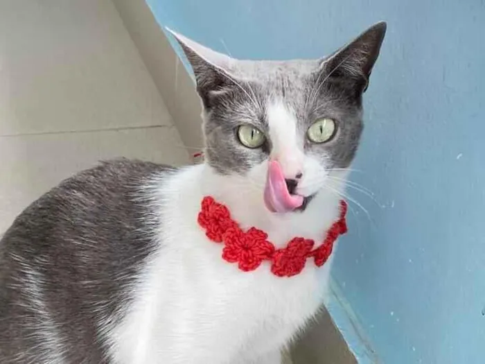 Gato raça SRD-ViraLata idade 2 anos nome LUNA