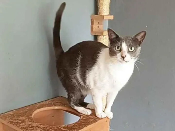 Gato raça SRD-ViraLata idade 2 anos nome LUNA