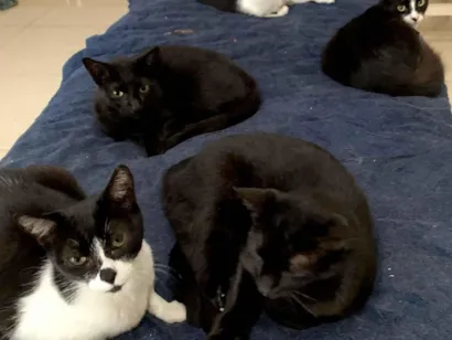 Gato raça SRD-ViraLata idade 2 anos nome Frajola