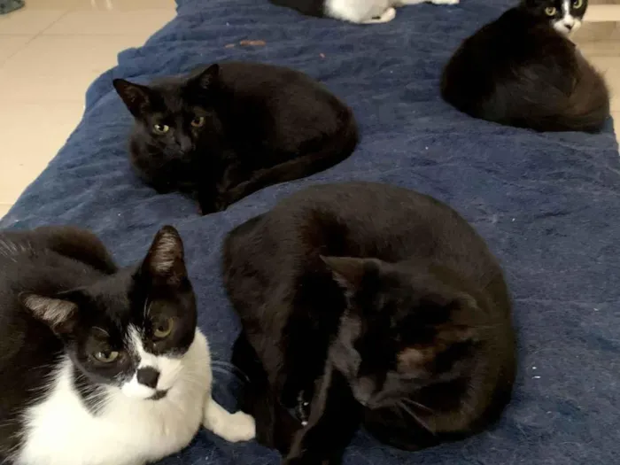 Gato raça SRD-ViraLata idade 2 anos nome Frajola