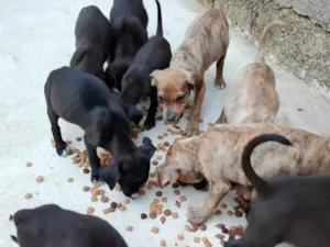 Cachorro raça SRD-ViraLata idade 2 a 6 meses nome Não tem nome ainda 