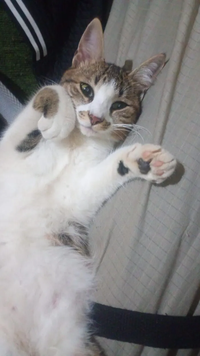 Gato raça SRD-ViraLata idade 2 a 6 meses nome Luana