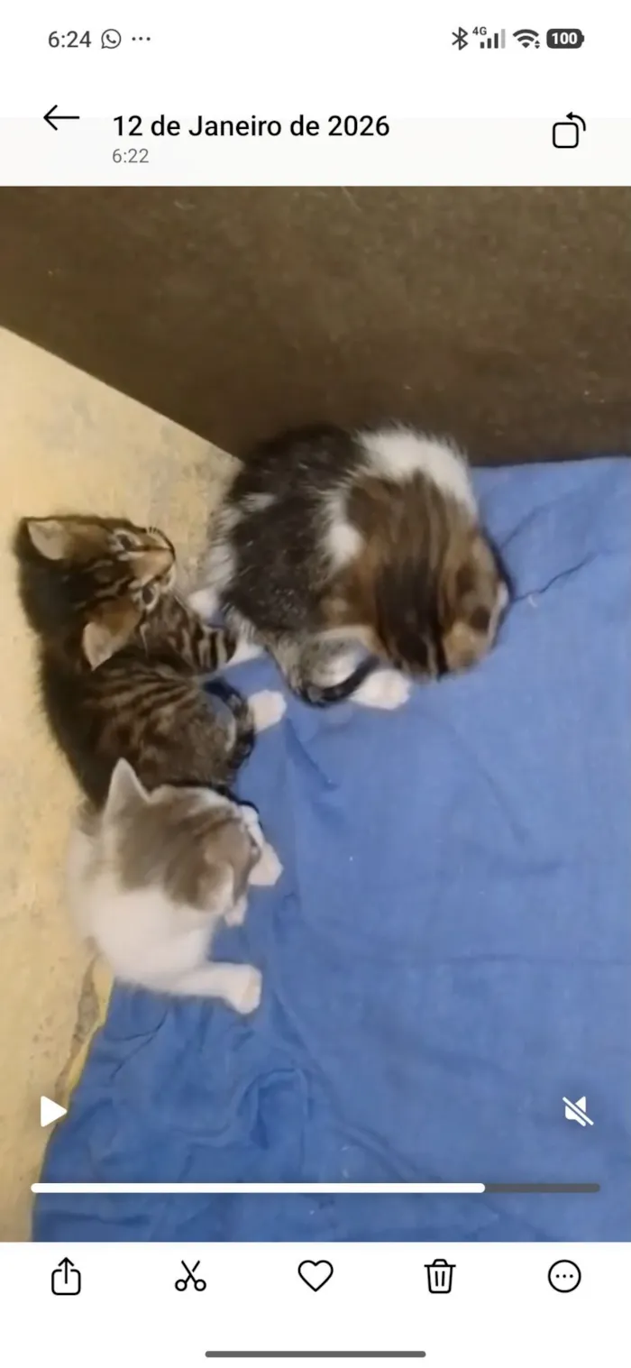 Gato raça SRD-ViraLata idade 2 a 6 meses nome Luana