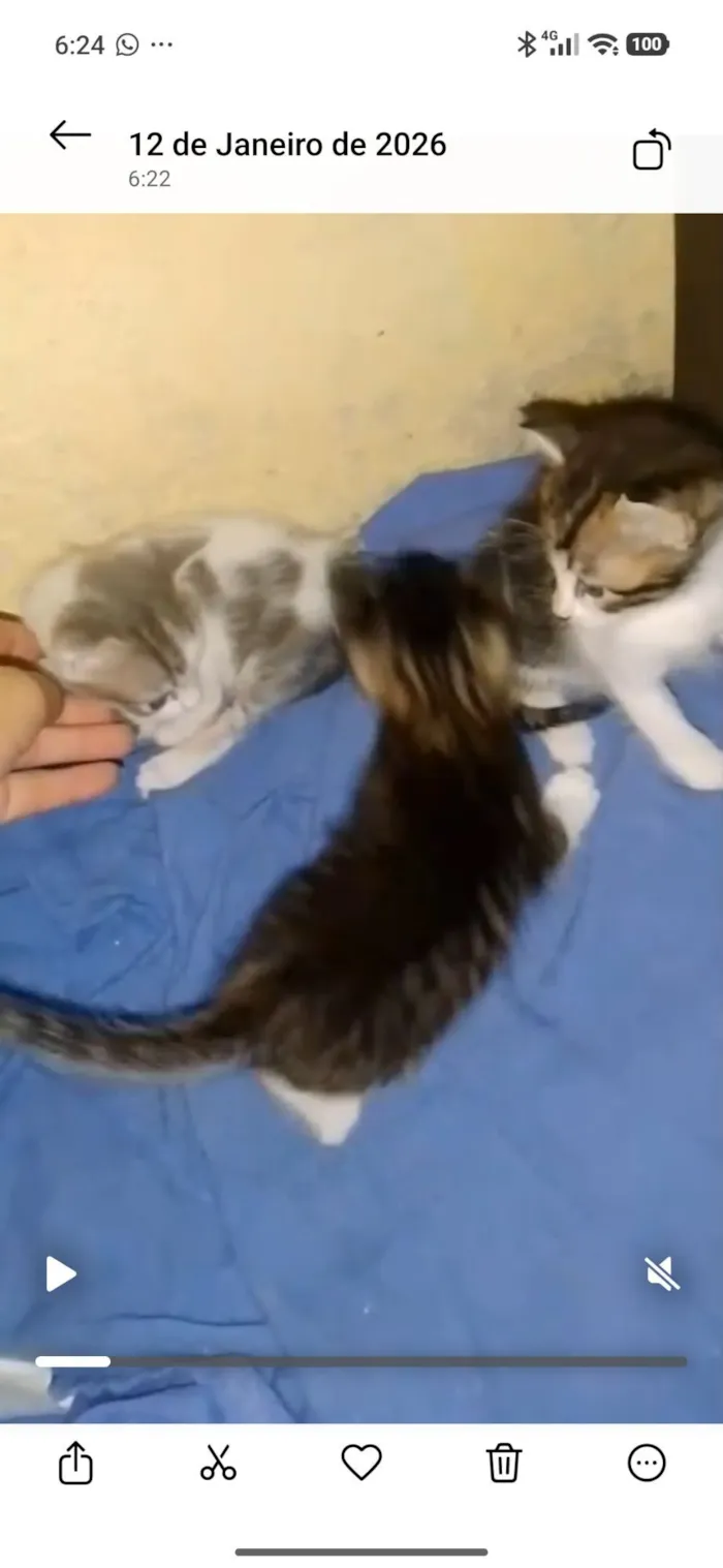 Gato raça SRD-ViraLata idade 2 a 6 meses nome Luana