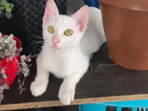 Gato raça SRD-ViraLata idade 2 a 6 meses nome Catarina 