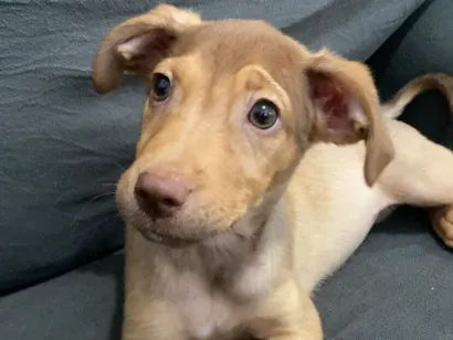 Cachorro raça SRD-ViraLata idade 2 a 6 meses nome Abel