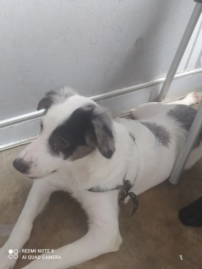 Cachorro raça SRD-ViraLata idade 2 a 6 meses nome Luffy 