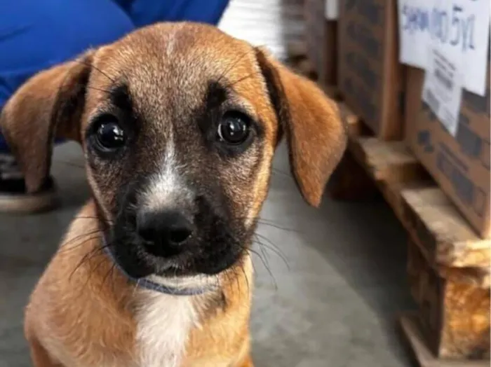 Cachorro raça royal idade 2 a 6 meses nome Hera