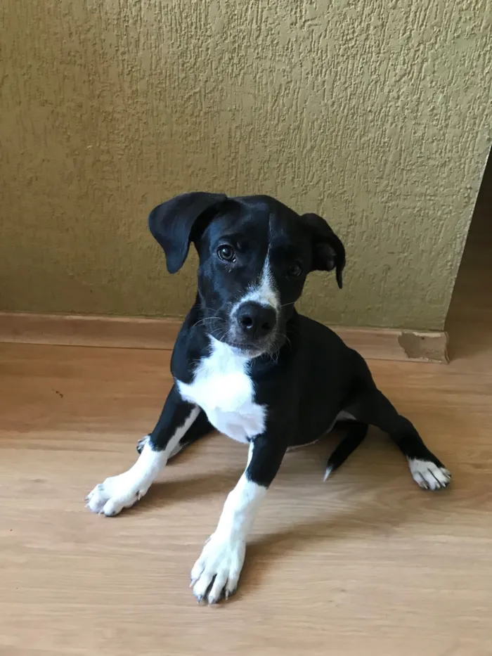 Cachorro raça Pit-Bull idade 2 a 6 meses nome Apolo 