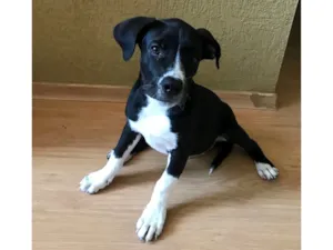 Cachorro raça Pit-Bull idade 2 a 6 meses nome Apolo 