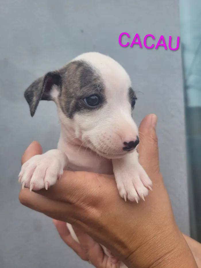 Cachorro raça SRD-ViraLata idade 2 a 6 meses nome 4 fêmeas e 1 macho 