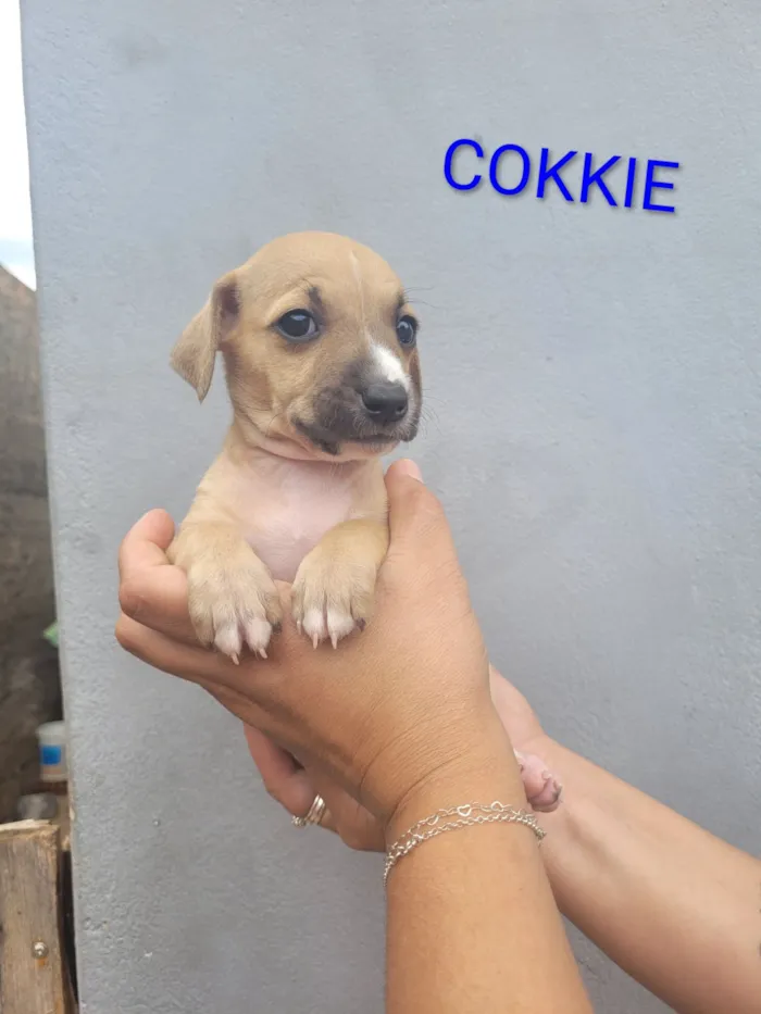 Cachorro raça SRD-ViraLata idade 2 a 6 meses nome 4 fêmeas e 1 macho 