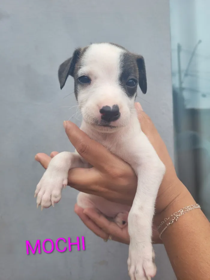 Cachorro raça SRD-ViraLata idade 2 a 6 meses nome 4 fêmeas e 1 macho 