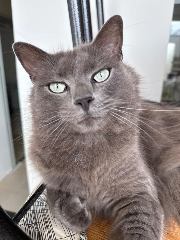 Gato raça SRD-ViraLata idade 5 anos nome Abel 