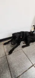 Cachorro raça SRD-ViraLata idade 2 anos nome Negão 