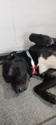 Cachorro raça SRD-ViraLata idade 2 anos nome Negão 