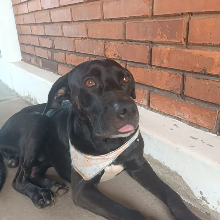 Cachorro raça SRD-ViraLata idade 2 anos nome Negão 