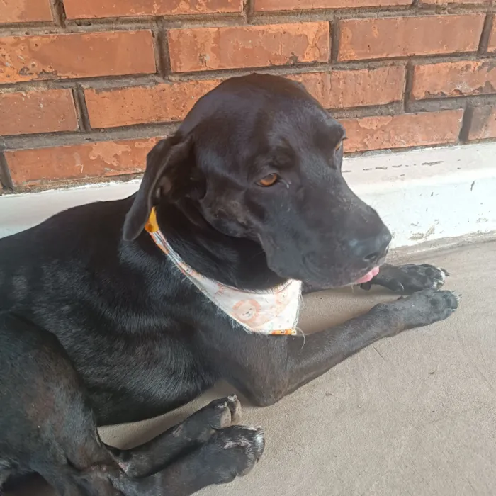 Cachorro raça SRD-ViraLata idade 2 anos nome Negão 