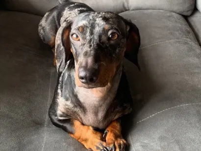 Cachorro raça Shnauzer idade 1 ano nome Mofinho Pereira Da Silva 