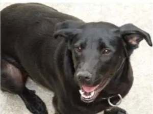 Cachorro raça SRD-ViraLata idade 2 anos nome Jack