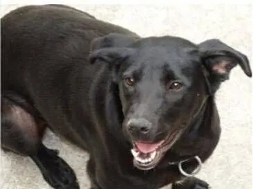 Cachorro raça SRD-ViraLata idade 2 anos nome Jack