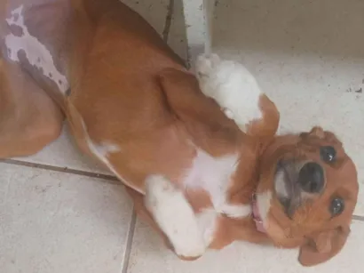 Cachorro raça SRD-ViraLata idade 2 a 6 meses nome Amora