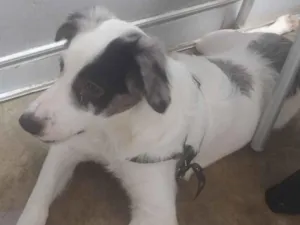 Cachorro raça SRD-ViraLata idade 2 a 6 meses nome Luffy 