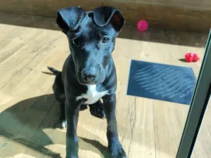 Cachorro raça SRD-ViraLata idade 2 a 6 meses nome LUNA