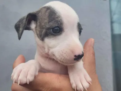 Cachorro raça SRD-ViraLata idade 2 a 6 meses nome 4 fêmeas e 1 macho 