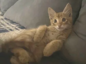 Gato raça SRD-ViraLata idade 2 a 6 meses nome Chrissy