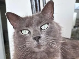 Gato raça SRD-ViraLata idade 5 anos nome Abel 