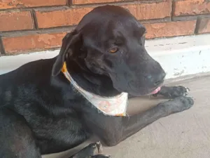 Cachorro raça SRD-ViraLata idade 2 anos nome Negão 