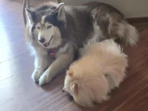 Cachorro raça Husky Siberiano idade 6 ou mais anos nome Wendy