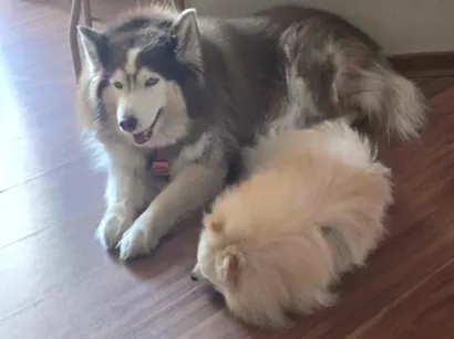Cachorro raça Husky Siberiano idade 6 ou mais anos nome Wendy