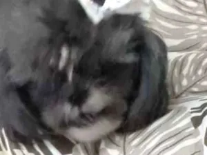 Cachorro raça Shitzu idade 3 anos nome Amora