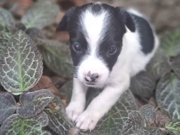 Cachorro raça SRD-ViraLata idade Abaixo de 2 meses nome recem nascidos 