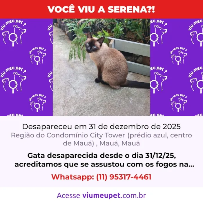 Gato raça Siamês idade 6 ou mais anos nome Serena