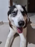 Cachorro raça Husky Siberiano idade 2 anos nome Blue 