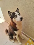 Cachorro raça Husky Siberiano idade 2 anos nome Blue 