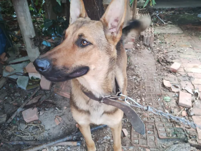 Cachorro raça Pastor Alemão idade 1 ano nome Hanna