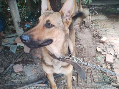 Cachorro raça Pastor Alemão idade 1 ano nome Hanna