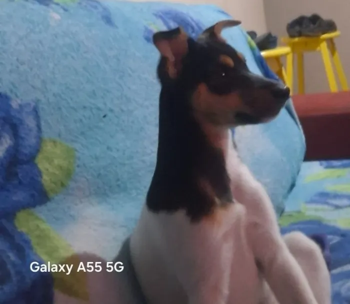 Cachorro raça Fox Terrier idade 7 a 11 meses nome Ozzy